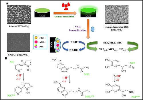 Figure 4 Synthesis and detection of nicotine, melatonin, and norepinephrine by NAD/GI EDTA-WO3/GCE.