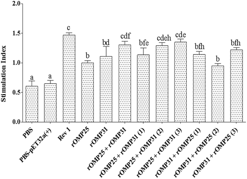 Figure 3. Lymphocyte proliferation responses of the experimental groups after in vitro antigen recall (average OD of stimulated cells/average OD of unstimulated cells). The stimulation indexes of the experimental groups are shown as mean of triplicates ± SD from five samples. Different letters indicate statistically significant difference between experimental groups (p < 0.05). PBS and PBS-pET-32a(+) refer to negative control groups. Live attenuated vaccine B. melitensis Rev1 refers to positive control group.