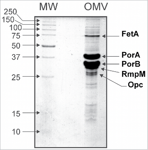 Figure 1. SDS-PAGE analysis of the Outer Membrane Vesicles (OMV) of Neisseria meningitidis serogroup B. The most abundant membrane proteins (FetA, PorA, PorB, RmpM and Opc) representing approximately 70% of the total protein mass in the sample analyzed are indicated.