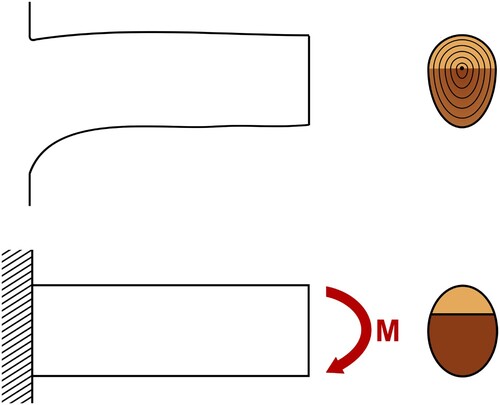 Figure 3. Comparison of a branch and the Euler–Bernoulli beam model.