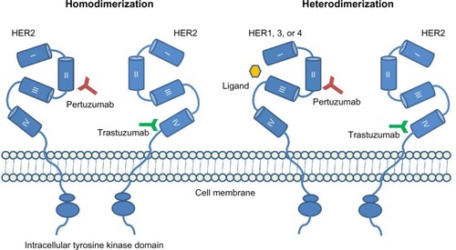 Figure 1 Mechanism of action for pertuzumab, which binds to HER2 epitope II, preventing both homo-and heterodimerization, whereas trastuzumab binds to epitope IV.