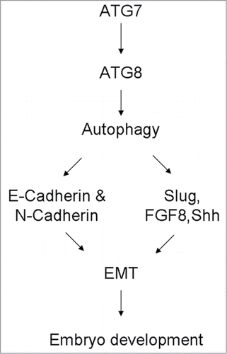 Figure 7. A proposed model depicting the possible mechanisms involved in EMT defect in gastrulating embryos induced by Atg7-dependent autophagy.