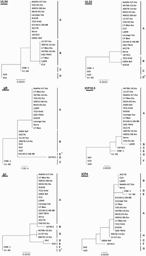 Figure 3. Phylogenetic analyses for the selected variable genomic regions of ILTV. Maximum likelihood phylogenetic trees were generated using alignments of nucleotide sequences of the selected highly variable genomic regions. One hundred bootstrap replicates were used to assess the significance of the tree topology. Bars indicate nucleotide substitutions per site. The allelic clusters containing sequence gaps were denoted with asterisks.