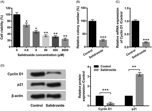 Figure 1. Salidroside inhibited the proliferation of A549 cells. A549 cells were treated with increasing doses of salidroside (0.8, 8, 80, 800 and 8000 μM) for 48 h, and non-treated cells were acted as control. (A) Cell viability was detected by CCK-8 assay. A549 cells were stimulated with salidroside (800 μM) for 48 h, and non-treated cells were acted as control. (B) Cell colony formation was detected by staining with crystal violet. (C) mRNA expression level of Cyclin D1 was measured by qRT-PCR. (D) Protein expression levels of Cyclin D1 and p21 were determined by western blot. Data are presented as the mean ± SD of at least three independent experiments. *p < .05, **p < .01, ***p < .001.
