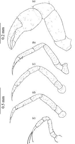 Figure 1. Armases rubripes. Pereopods of megalopa stage: (a) cheliped (scale bar 0.2 mm); (b) second pereopod; (c) third pereopod; (d) fourth pereopod and (e) fifth pereopod (scale bar 0.5 mm).