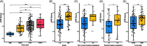 Figure 2. Relationship between unfolded protein response (UPR) and clinic-pathological information. (A) The UPR score in different tissue types; (B) The UPR score in low and high tumour grades; (C) The UPR score in patients with and without non-muscle invasive progression; (D) The UPR score in patients with and without muscle invasive progression; (E) The UPR score in different tumour types. BMSC: bladder mucosae surrounding cancer; MIBC: muscle invasive bladder cancer; NBM: normal bladder mucosae; NMIBC: non-muscle invasive bladder cancer; RNMIT: recurrent non-muscle invasive tumour; TCBC: transitional cell bladder cancer. *p < .05; **p < .01; ***p < .001.