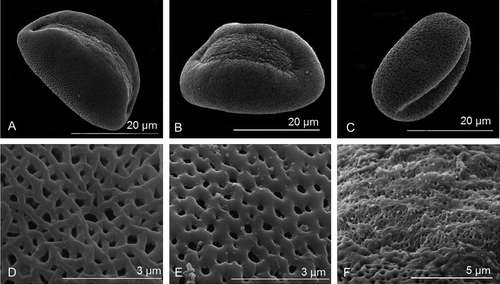 Figure 2. Scanning electron micrographs of the distal polar-equatorial view of (A) Nothoscordum borbonicum. (B) Tulbaghia simmleri. (C) Tulbaghia violacea. (D) Reticulate surface ornamentation of the sexine of N. borbonicum. (E) Reticulate surface ornamentation of the sexine of T. violacea. (F) Sulcus membrane of T. violacea showing no distinct ornamentation.