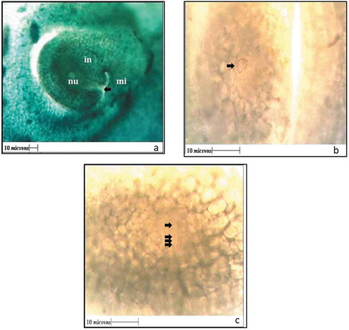 Figure 6. a) Structure of ovule showing Integument (in) micropylar opening (mi) and nucellar tissue (nu). b) Archesporial cell (arrow) 5 days before anthesis. c) Tetrad stage (arrows) three days before anthesis (All Scales 10µ).