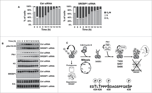 Figure 6. SREBP1 inactivation results in a delay in mitotic exit. (A) HCT116 cells were synchronized at the G1/S transition by a double-thymidine protocol. After the first thymidine block, cells were transfected with control (Ctrl) or SREBP1 siRNA. Cells were collected at the indicated time points after release from the second thymidine block and used for FACS analysis. The cell cycle distribution at each time point corresponds to the average of 3 independent experiments. (B) HCT116 cells were treated as in (A) and collected at the indicated time points after the second thymidine block. Cell lysates were analyzed by Western blotting with antibodies to the indicated proteins. (C) Phosphorylation-dependent stabilization of nSREBP1 during mitosis. Cdk1 phosphorylates the C-terminus of nSREBP1 thereby creating a docking site for Plk1. Plk1 binds nSREBP1 during mitosis, resulting in the phosphorylation of at least 3 residues in the C-terminus of nSREBP1. Phosphorylation of these residues attenuates the interaction between nSREBP1 and Fbw7, thereby blocking Fbw7-dependent degradation of nSREBP1 during mitosis.