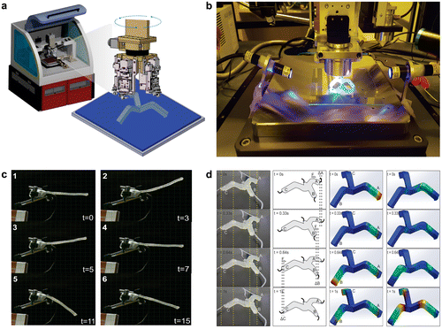 Figure 2. (a) Multi-material 3D printing system by Advanced Micro Mechatronics (AMM) Research Lab, Jeju National University, South Korea. (b) Photograph of the AMM’s multi-material 3D printing system. (c) Soft omnidirectional actuator by AMM Lab. (d) (i) Fabricated soft-bot actuation of each leg at different time intervals. (ii) Model of actuation to generate movement at different time intervals. (iii) Finite-element displacement simulation results of one complete actuation cycle. (iv) Finite element strain simulation of one complete actuation cycle.