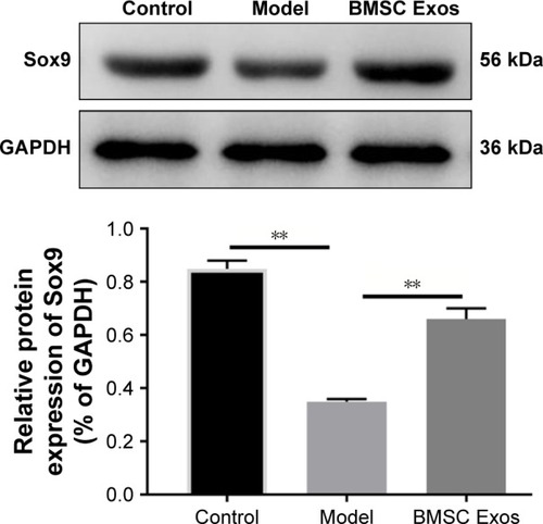 Figure 5 Protein expression of Sox9 in BMSCs.