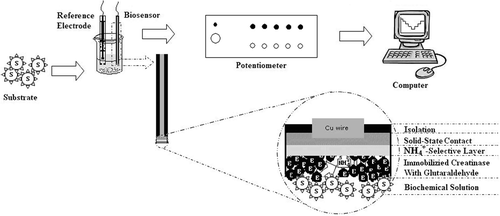 Figure 1. Potentiometric measurement system.
