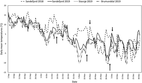 Figure 2. Daily mean temperatures in September to December during 2018 (Sandefjord) and 2019 (Sandefjord, Stavsjø and Brumunddal). In 2018, current year shoots were harvested 15 November and 6 December from Sandefjord (short arrows). In 2019, current year shoots were harvested 14, 15 and 16 October, 11, 12 and 13 November and 2, 3 and 4 December from Stavsjø, Brumunddal and Sandefjord, respectively (long arrows). Data obtained from Agrometeorology Norway (Citation2020).