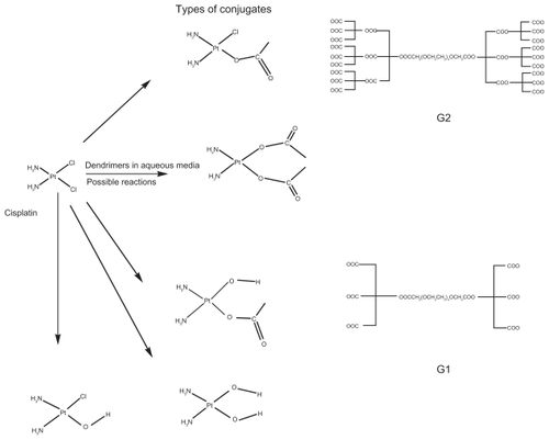 Figure 1 Schematic diagrams of cisplatin (CDDP), the dendrimers G1, G2 and their possible reactions (generation of different conjugates) in aqueous media.