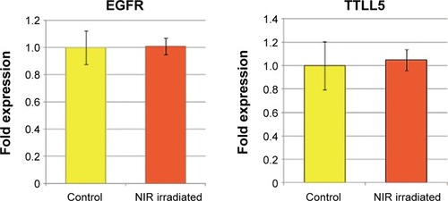 Figure 1 Quantitative real-time PCR validation of EGFR and TTLL5.Notes: Fold-change in expression was calculated by setting the median value of expression seen in the control to 1.0. Data are shown as the mean ± SEM (n=3).Abbreviations: EGFR, epidermal growth factor receptor; NIR, near-infrared; PCR, polymerase chain reaction; SEM, standard error of the mean; TTLL5, tubulin tyrosine ligase-like family member 5.
