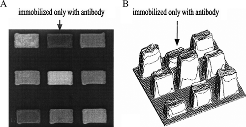 Figure 1.  Optical protein-chip based on imaging ellipsometry for detection of sTie-2. (A) Image of the protein chip in gray scale format. (B) Three-dimensional image of the protein chip. Arrow area immobilized with antibody was used as reference. Other areas were added with different serum samples. After incubation with serum solution containing Tie-2, the thickness of the thin-layer increased (B).