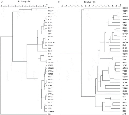 Figure 1. Dendrogram derived from profiles by the repetitive extragenic palindromic-PCR (rep-PCR) (a) and by the random amplification of polymorphic DNA (RAPD-PCR) generated with primers M13 and D11344 (b). The profile grouping was done with the BioNumeric 5.0 software package, using the unweighted pair group method with arithmetic averages (UPGMA) cluster analysis.Dendrograma generado a partir de perfiles genéticos por PCR-palindrómico extragénico repetitivo (rep-PCR) (a) y por amplificación aleatoria de ADN polimórfico (RAPD-PCR) obtenidos con cebadores M13 y D11344 (b). Los perfiles fueron agrupados usando el software BioNumeric 5,0, usando el método de agrupación por media aritmética no ponderada (UPGMA).