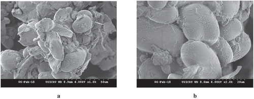 Figure 4. SEM images of (a) flour obtained from water chestnuts subjected to optimized conditions of pre-conditioning and (b) flour obtained from water chestnuts pre-conditioned traditionally