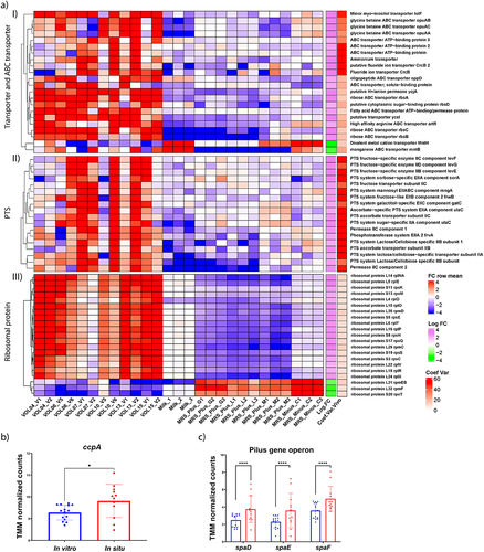 Figure 4. L. rhamnosus response to the small intestinal environment. Panel a: The expression values are displayed as edgeR derived, FDR < 0.05, logFC ≥ 2, displayed as a heat map representing fold change relative to the mean expression per row; blue, and red intensities reflect relative down- and up-regulation, white reflects mean-level expression. The variable environmental conditions encountered by L. rhamnosus in each individual is reflected by diverse in situ gene expression of nutrient acquisition genes (e.g., sugar import functions, panel a, parts I and II). Conversely, a ribosomal protein gene cluster is consistently induced in situ, while a few ribosomal protein transcripts are induced in MRS-cultures (panel a, part III), suggesting adjustment of translation machinery associated functions in these contrasting conditions.The degree of variation of in situ gene expression is illustrated by the coefficient of variation color scale at the left end of the heatmaps (white, red). The adjacent color scale (green, white, violet) indicates the average Log2FC in intestinal samples compared to in vitro samples. At the left end of the heatmap display a per category hierarchical clustering is displayed using linkage based on Euclidian distances.Panel b: expression of the global regulator Catabolite Control Protein A gene (ccpA) is induced in situ relative to in vitro, but variable in in the intestinal samples (panels aI and aII). Panel c: variable in situ induction of the pilus encoding operon (spaD-F), which plays a role in adhesion and immune-related effects of L. rhamnosus. Significance of the differences in expression was assessed by FDR adjusted p-value <0.05; ****: FDR adjusted p-value <0.0001.