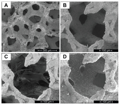 Figure 2 Scanning electron microscopy micrographs of the porous tantalum implant. (A) The bare porous tantalum implant with highly interconnected pores. (B) A representative position before surface modification. (C) The representative position after hyaluronic acid modification. (D) The representative position after hyaluronic acid, methylated collagen, and terpolymer modification.