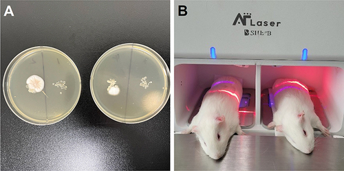 Figure 2 Fungal culture study and dual-diode laser treatment. (A) Fungal culture study before dual-diode laser treatment, performed by inoculating skin-scraped samples from infected Guinea pigs onto Sabouraud’s dextrose agar, presented fungal colonies of Trichophyton rubrum (left) and T. mentagrophytes (right). (B) Photographs of dual-diode laser treatment on the back skin of the Guinea pig model of dermatophytosis in group A.