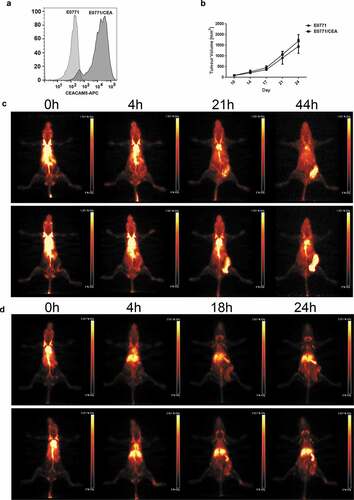 Figure 2. Establishment and validation of CEA-positive mouse breast carcinoma model. (a) CEA expression in E0771 mouse breast carcinoma cells transfected with CEA plasmid shown using flow cytometry. (b) Tumor growth comparison of E0771 parental cells and CEA transfected. 1 × 105 cells injected in a mammary fat pad (n = 5–6 per group). (c) PET imaging of E0771/CEA bearing CEA transgenic mice using 64Cu-DOTA-M5A performed at indicated time points, two representative mice shown. (d) PET imaging of E0771/CEA bearing CEA transgenic mice using 64Cu-DOTA-ICK performed at indicated time points, two representative mice shown