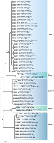 Figure 6. Clusters of PaBV-4 N nucleotide sequences identified from Psittaciforms. The evolutionary history was inferred using the Neighbor-Joining method. The percentage of replicate trees in which the associated taxa clustered together in the bootstrap test (1000 replicates) are shown next to the branches. The tree is drawn to scale, with branch lengths in the same units as those of the evolutionary distances used to infer the phylogenetic tree. The evolutionary distances were computed using the Maximum Composite Likelihood method and are in the units of the number of base substitutions per site. All positions containing gaps and missing data were eliminated. There were a total of 305 positions in the final dataset. Evolutionary analyses were conducted in MEGA7. PaBV-4 sequences are identified with GenBank® accession numbers, with the name of the host in Latin, country origin and time of sampling. The sequence marked with a circle was produced during this study.
