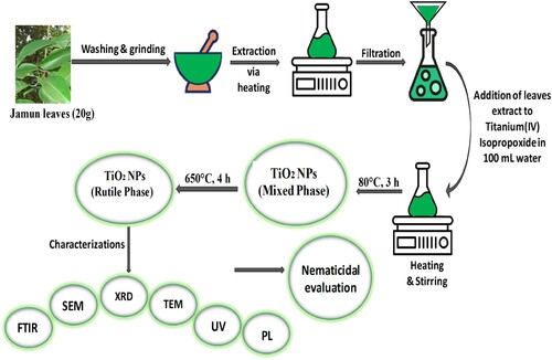 Figure 1. Flowchart represents the various stages involved in green synthesis of TiO2 NPs using jamun leaves extract.