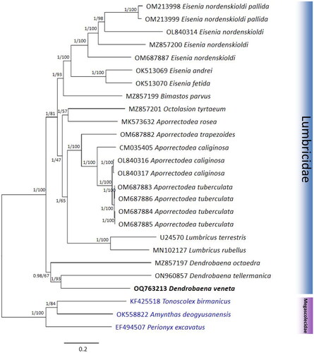 Figure 3. Phylogenetic tree of the 26 species of the Megascolecidae and Lumbricidae. Phylogenetic trees were reconstructed using maximum-likelihood (ML) and Bayesian inference (BI) methods, based on the nucleotide sequence of 13 PCGs. The sequences used in the tree are listed in Table 1. The numbers at each node specify the BI posterior probability and ultrafast bootstrap support (%), respectively. The scale bar indicates the number of substitutions per site.