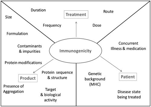 Figure 3. Factors that may influence biotherapeutic immunogenicity. Treatment, product, and patient related factors that can impact upon the immunogenic potential of a biotherapeutic.
