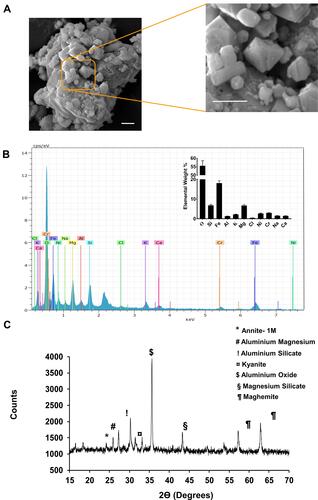 Figure 1 Physicochemical analysis of SPAB. (A) Scanning Electron Microscopy (SEM) analysis of the SPAB identified the presence of particle of different shapes and sizes. (B) Electron dispersive X-ray (EDX) analysis of the SPAB revealed the presence of oxygen (O), Silicon (Si), Iron (Fe), Aluminum (Al), Potassium (K), Magnesium (Mg), Chlorine (Cl), Nickel (Ni), Chromium (Cr), Sodium (Na), Calcium (Ca) elements, with varying content (Inset). (C) X-ray diffraction (XRD) analysis identified the presence of Annite- 1M, Aluminum Magnesium, Aluminum Silicate, Kyanite, Aluminum Oxide, Magnesium Silicate, Maghemite in SPAB sample.