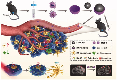 Figure 7. Schematic illustration of the synthesis of MNP@MDSC and its application in cancer theranostics. Copyright 2018, John Wiley and Sons (Yu et al., Citation2018).