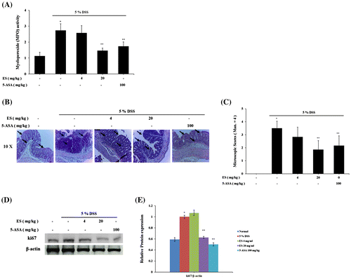 Fig. 2. Effect of ES on MPO activity and histological changes in DSS-induced acute colitis.