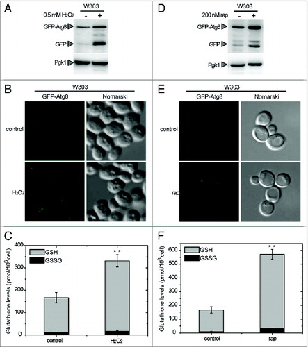 Figure 1. Connection between autophagy and the intracellular redox state in Saccharomyces. Analysis by western-blot of GFP-Atg8 cleavage assay in wild-type (WT) yeast cells growing exponentially in SD and treated with 0.5 mM H2O2 for 4 h (A) or 200 nM rapamycin for 2 h (D). Thirty micrograms of total extracts from untreated or treated cells were resolved by 12% SDS-PAGE followed by western blotting with anti-GFP and anti-Pgk1. The GFP-Atg8 fusion or free GFP proteins are marked with arrowheads. (B and E) Cells described in (A and D), respectively, were collected and processed for fluorescence microscopy analysis. The signal corresponds to GFP-Atg8. (C and F) Total gluthatione levels were measured in cells treated as described in (A and D), respectively. The data are represented as mean ± standard deviation from 5 independent experiments. “**,” Differences were significant at P < 0.01 according to the Student t test between untreated (control) and H2O2-treated cells (C), and between untreated (control) and rapamycin-treated cells (F).