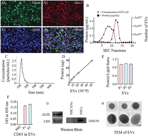 Figure 2. Human neural stem cells (hNSCs) express specific markers, and extracellular vesicles (EVs) isolated from hNSC cultures express multiple EV markers. (a1-a4) illustrate that all cells in the passage 11 hNSCs derived from human induced pluripotent stem cells (hiPSCs) express NSC markers nestin and Sox-2. Scale bar: 100 μm. (b) compares protein concentrations (the left Y-axis), and the concentration of EVs (the right Y-axis) in different EV fractions (X-axis) collected from size-exclusion chromatography (SEC). Note that fractions 5–9 contain most EVs with minimal protein content. (c). Representative graph from NanoSight analysis showing the size of EVs. (d, e and f) Illustrate a linear relationship between the number of EVs and the total protein (D), the protein-lipid ratio in EVs (E) and CD 63 protein content measured through ELISA (F). (g) shows the presence of ALIX and CD9 in EVs evaluated through Western blotting. The figure also indicates the absence of a deep cellular marker GM130 in hNSC-derived EVs, in contrast to its robust presence in the NSC lysate. Figure H shows the EVs of different size and shape visualized through transmission electron microscopy. Scale bar, 50 nm.