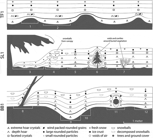 Figure 8. The stratigraphy of mature snow at the three sites. Despite the overall similarities in snow depth, density, and snow water equivalent (SWE) by March, the stratigraphy at the three sites was quite different. At the TF1 field site, wind slab layers formed. On the tussock’s crests (1), snow layers were thinner and softer compared to areas between tussocks (2). Extensive hollows up to 0.1 × 0.5 m associated with bunches of prostrate grass were observed. At SL1, snow layers at the bottoms of tree wells (3) were three to five times thinner than in forest clearings (5), and interfaces between layers were difficult to detect within the wells. At the edge of the canopies (4), the original snow stratigraphy was strongly disturbed by dense snowballs that had fallen from the trees. Voids and cavities formed around small conifers (6) and buried understory vegetation (7) and depth hoar textures were limited due to diminished kinetic growth metamorphism. At BB1, cones of snow and cavities formed around tree trunks (8). At the bottoms of troughs (9), snow was deeper and denser, and the kinetic growth was diminished, in contrast to thinner and more fragile areas of snow on steep side slopes (10). On logs and fallen trees (11), snow layers were thinner and stratigraphy was better preserved compared to adjacent areas around logs (12). Snow cover was disturbed by snowballs and rolls from canopy in a random manner and did not change snow stratigraphy considerably.