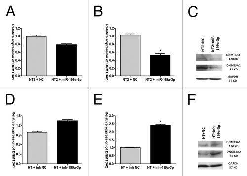 Figure 3. miR-199a-3p regulates DNMT3A expression. (A) DNMT3A1 mRNA and (B) DNMT3A2 mRNA expression after the transfection with miR-199a-3p mimics or negative control (NC) in NT2 cells. (C) DNMT3A1/2 protein expression of NT2 cells transfected with miR-199a-3p mimics or NC. (D) DNMT3A1 mRNA (E) DNMT3A2 mRNA expression after the transfection with an anti-miRNA inhibitor specific for miR-199a-3p or negative control (NC) in HT cells. (F) DNMT3A1/2 proteins expression of HT cells transfected with an anti-miRNA inhibitor specific for miR-199a-3p or NC.