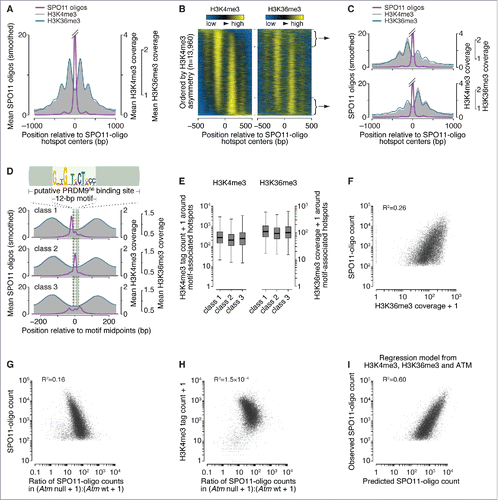 Figure 1. Spatial relationships between H3K36 trimethylation and DSBs. (A) H3K36me3 (data from Citationref. 32) has a similar profile as H3K4me3 (data from Citationref. 22) around SPO11-oligo hotspots. Data were locally normalized by dividing the signal at each base pair (bp) by the mean signal within each 2,001-bp window, then were averaged across hotspots. The SPO11-oligo profile was smoothed with a 51-bp Hann filter. The central SPO11-oligo peak is cut off for clarity in presenting the spacing of the subsidiary peaks; the central peak's maximum value is 26. (B) H3K36me3 signal is often highly asymmetric around hotspots in a manner similar to H3K4me3. Heat maps (data in 5-bp bins after local normalization) were ordered according to H3K4me3 asymmetry. Because data in each hotspot were locally normalized, color-coding reflects the local spatial pattern, not relative signal strength between hotspots. (C) Similar asymmetric patterns between H3K4me3 and H3K36me3 at SPO11-oligo hotspots. Each panel shows the mean of locally normalized profiles (51-bp Hann filter for SPO11-oligo data) across the 20% of hotspots with the most asymmetric H3K4me3 patterns (left > right in top panel; right > left in bottom panel). The maximum values of the SPO11-oligo profiles were both 28. (D) In 3 classes of PRDM9 motifs previously defined according to local SPO11-oligo pattern,Citation26 H3K36me3 patterns are similar. The sequence logo shows the 12-bp core PRDM9 motif identified by MEME within SPO11-oligo hotspots;Citation26 the light green bar denotes the larger 36-bp segment of DNA thought to be bound by PRDM9.Citation21,Citation29 Data were locally normalized by dividing the signal at each base pair by the mean signal within each 501-bp window, then were averaged across hotspots. SPO11-oligo profiles were smoothed with a 15-bp Hann filter. (E) Similar H3K36me3 signal strength for hotspots in each of the 3 PRDM9 motif classes, as observed for H3K4me3. H3K4me3 tag counts and H3K36me3 coverage were summed in 1,001-bp windows around hotspot centers. Tag count is the sum of reads that overlap the window; coverage is the sum of total read coverage across the window. Different measurement units were used here because of differences in the data sources: original H3K4me3 data from Citationref. 22 were re-mapped,Citation26 whereas the published H3K36me3 coverage map from Citationref. 32 was used directly. In the box plots, thick horizontal lines indicate medians, box edges show the 25th and 75th percentiles, and whiskers indicate lowest and highest values within 1.5-fold of the interquartile range; outliers are not shown. A value of 1 was added to each hotspot to permit plotting of hotspots with no H3K4me3 or H3K36me3 signal. (F) H3K36me3 is an imperfect predictor of DSB frequency. SPO11-oligo counts and H3K36me3 coverage were summed in 1,001-bp windows around hotspot centers. One H3K36me3 count was added to each hotspot to permit plotting of hotspots with no H3K36me3 signal. (G and H) The effect of ATM deficiency on hotspot activity is independent of H3K4me3 levels. H3K4me3 tag counts and SPO11-oligo counts in B6, Atm null, and Atm wt were summed in 1,001-bp windows around B6 hotspot centers. The ratio of SPO11-oligo counts in Atm null to Atm wt was plotted against SPO11-oligo counts in B6 (G) or H3K4me3 counts (H). One count was added to each hotspot in Atm null and Atm wt SPO11-oligo data and H3K4me3 data to permit plotting of hotspots with no signal. (I) Fit of a multiple regression model predicting SPO11-oligo counts in hotspots from H3K4me3, H3K36me3, and Atm null:Atm wt ratio. Predicted SPO11-oligo counts were calculated for all hotspots by inputting the observed values of H3K4me3, H3K36me3 and Atm null:Atm wt ratio to the multiple regression model (Table S1). Panels depicting SPO11-oligo and H3K4me3 ChIP data were adapted from Citationref. 26 with permission. In panels showing H3K36me3 signal around SPO11-oligo hotspots and PRDM9 motifs, data were plotted starting from values of 0.56 (A and C) or 0.36 (D) to facilitate side-by-side comparison with H3K4me3 data. All R2 values were determined by linear regression on log-transformed data.