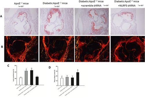 Figure 2 NLRP3 knockdown reduced diabetic atherosclerosis and stabilized the atherosclerotic plaque. (A and C) Quantitative analysis of aortic root atherosclerosis lesion in ApoE−/− mice, diabetic ApoE−/− mice and diabetic ApoE−/− mice treated with NLRP3 shRNA or vehicle. Red Oil O staining, original magnification: 100×, bar: 200 μm. (B and D) Quantitative analysis of collagen content of plaques in ApoE−/− mice, diabetic ApoE−/− mice and diabetic ApoE−/− mice treated with NLRP3 shRNA or vehicle. Sirius Red staining, original magnification: 140×, bar: 200 μm. Data are mean ± SD. *P<0.05 vs ApoE−/− mice, diabetic ApoE−/− mice and diabetic ApoE−/− mice treated with vehicle.