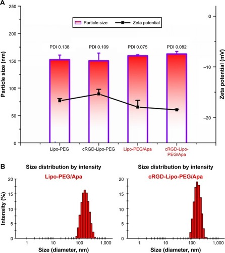 Figure 2 (A) The particle size and zeta potential of blank Lipo-PEG, cRGD-Lipo-PEG, Apa-loaded Lipo-PEG, and Apa-loaded cRGD-Lipo-PEG liposomes, and (B) size distribution graph of Apa-encapsulating Lipo-PEG and cRGD-Lipo-PEG.Abbreviations: PDI, polydispersity index; PEG, polyethylene glycol; cRGD, cyclic arginylglycylaspartic acid; Apa, apatinib; Lipo, liposomes.