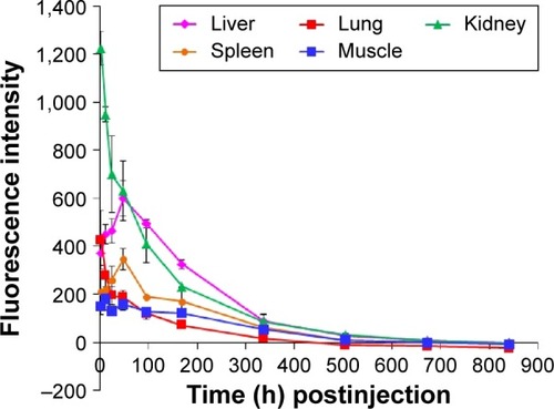 Figure 5 Clearance rates of Polyplatin from major organs after its injection in terms of fluorescence intensity.Abbreviation: h, hours.