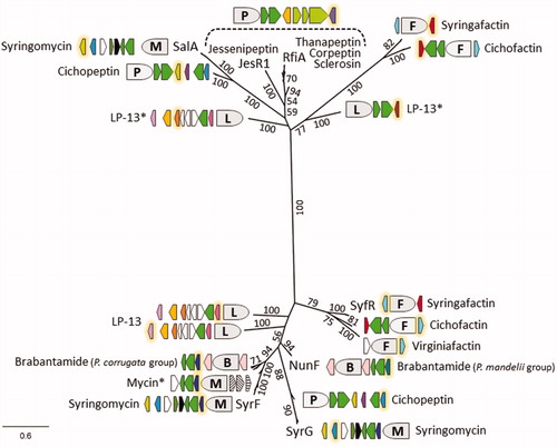 Figure 5. Phylogeny of non-QS LuxR-family proteins associated with mycin, peptin, and factin BGCs. Maximum likelihood phylogenetic tree (PhyML, JTT substitution model) inferred from multiple AA sequence alignment of characterized regulators (JesR1, NunF, RfiA, SalA, SyfR, SyrF, and SyrG) and homologs linked to related BGCs of representative Pseudomonas strains. Asterisks indicate LuxRs that are associated with uncharacterized LPs and Mycin* refers to the predicted nunamycin-var1 producers Pseudomonas sp. QS1027 and P. asplenii ES_PA-B8. The respective regulator genes are shown with a yellow glow and their relative positioning towards the respective NRPS system is indicated (see Figure 3). The syringomycin label includes the sequences retrieved from P. syringae pv. syringae SM adjacent to its syrE remnant. Bootstrap values (percentages of 100 replicates) higher than 50 are shown. The scale bar represents 0.6 substitutions per site.