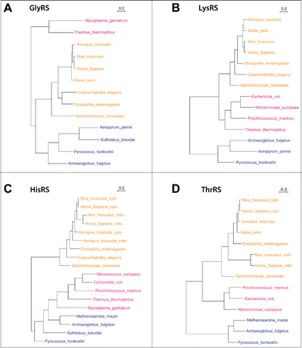 Figure 3. Phylogenetic analysis of 4 dual-localized aaRSs. Protein sequences of common eukaryotes, archaea, and bacteria were obtained from different databases (UniProt, Ensembl, HGNC, FlyBase, Xenbase, WormBase), and also by searching with BLAST. The sequences were aligned using Pagan,Citation54 followed by TrimAl analysis,Citation55 discarding the poorly aligned columns with the threshold of 60%. The treated multiple sequence alignments were used to generate the 4 gene trees using PhyMLCitation56; for topology searches we chose the best out of the NNI and PhyML-Subtree-Pruning-Regrafting (SPR) methods.Citation57,58 All parameters were optimized, i.e., tree topology, branch length and the substitution rate. The number of bootstrap replicates was set to 5. Eukaryotes are shown in yellow, archaea in blue, and bacteria in red. The scale bar stands for the number of substitutions per site.