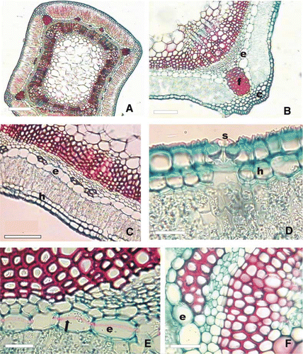 Figure 6  Stem transverse section of Verbena native species of Buenos Aires province. A, General aspect of V. montevidensis (LM). B, Detail of stem angle in V. gracilescens (LM). C, Detail of the stem side in V. bonariensis (LM). D, Epidermis and hypodermis in V. litoralis (LM). E, Endodermis with Casparian bands in V. gracilescens (LM). F, Vascular bundle and cap of fibres in V. intermedia (LM). Abbreviations: c, collenchyma; e, endodermis; f, fibres; h, hypodermis; LM, light microscopy; s, stomata; black arrow, Casparian bands. Bars: A, 250 µm. B, C, 100 µm. D–F, 25 µm.