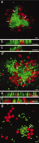 Figure 9. Confocal microscope micrographs showing settled spores of U. linza (revealed in red due to chlorophyll auto-fluorescence) on test surfaces with the presence of bacterial biofilm formed from C. marina (revealed in green due to SYTO13® dye). (a) Composite image showing settled spores adjacent to bacterial aggregates and partially settled under the bacteria (arrows) on IS700. (b and c) Sagittal/Z sections of the composite image (a), settled spores underneath bacteria. (d) Composite image showing settled spores adjacent to bacterial aggregates and under the bacteria (arrows) on IS900, (e and f) Sagittal/Z sections of the composite image (d), showing settled spores underneath bacteria and, (g) composite image showing settled spores adjacent to bacteria on glass. A spore undergoing settlement (arrow) was able to move bacteria from the settlement site by the motion of its flagella. Scale bar = 5 μm.