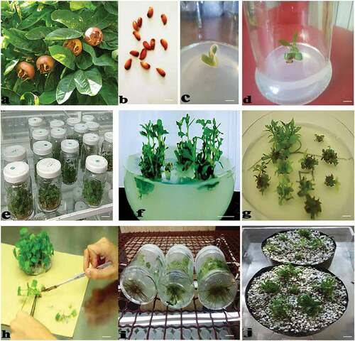 Figure 1. Micropropagation process of Mespilus germanica L. (a) mother plant containing fruits, (b) seeds, (c) germinated embryonic axis in culture medium without PGRs, (d) grown embryonic axis, (e) shoot multiplication through cultivation of axillary buds as secondary explants obtained from the germinated embryonic axes in media supplemented with different concentrations of BA and NAA, (f) produced shoots in medium enriched with 1.00 mg l–1 in combination with 0.50 mg l–1 BA after 45 days, (g) produced shoots in mentioned medium ready for sub-culture, (h) isolation of shoots for proliferation, (i) rooting of shoots, and (j) transfer of plantlets to the pots containing peat moss and perlite (1:1) (scale bar = 10 mm)