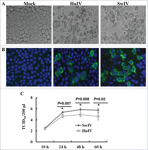 Figure 7. Replication of influenza virus in SUCECs: SUCECs were infected with SwIV or HuIV at a MOI of 1. (A) Both SwIV (Sw/TX/98) and HuIV (Hu/CA/09) viruses replicated and induced cytopathology in SUCECs. Representative photographs of control, SwIV and HuIV-infected SUCECs at 48 h after infection are shown. (B) Influenza virus NP was detected in SwIV and HuIV-infected SUCECs at 24 h after infection by IFA. (C) Released virus quantification in SwIV and HuIV-infected culture supernatants at indicated time points was analyzed by titration in MDCK cells. Virus titers are expressed as mean ± SD from 3 independent experiments.