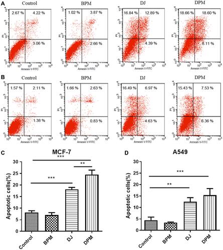 Figure 6 Cell apoptotic assay. MCF-7 cells (A and C) and A549 cells (B and D) were treated with different formulations for 48h and measured by flow cytometry using V-APC kit and PI staining. Data are represented as mean ± SD (n=3). **p<0.01, ***p<0.001.