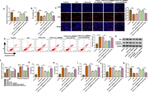 Figure 5. Effects of circ_0006944 downregulation and miR-205-5p inhibiter on LPS-induced HK2 cell dysfunction. HK2 cells were transfected with si-NC, si-circ_0006944, si-circ_0006944 + anti-miR-NC or si-circ_0006944+ anti-miR-205-5p, and then evoked with 10 μg/mL LPS for 24 h. (A) The abundance of miR-205-5p was counted by qRT-PCR. (B-E) The viability, proliferation and apoptosis was evaluated by CCK-8 assay, EdU assay and flow cytometry in HK2 cells. (F) The protein levels of Bax and Cleaved-caspase-3 were investigated with western blot assay. (G-I) The concentrations of IL-6, IL-1β and TNF-α were determined using ELISA assay. (J-K) The production of SOD and MDA levels were gauged using commercial kits. *p < 0.05, **p < 0.01, ***p < 0.001, ****p < 0.0001.