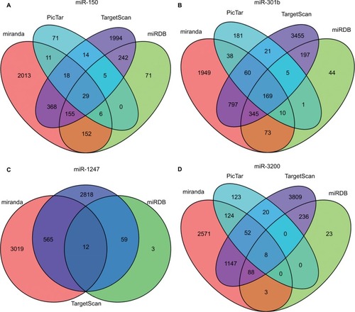 Figure 2 The target gene prediction and function analysis.Notes: The overlapping target genes were predicted using TargetScan, miRDB, PicTar, and miRanda online analysis tools. (A) miRNA-150; (B) miRNA-301b; (C) miR-1247; and (D) miR-3200.